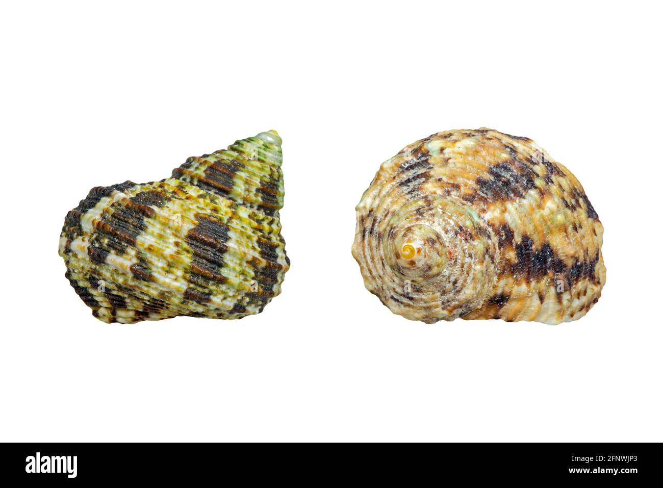 Turbe a coste (Turbo intercostalis), lumache di mare tropicali, molluschi gasteropodi marini nativi dell'oceano Indo-Pacifico su sfondo bianco Foto Stock
