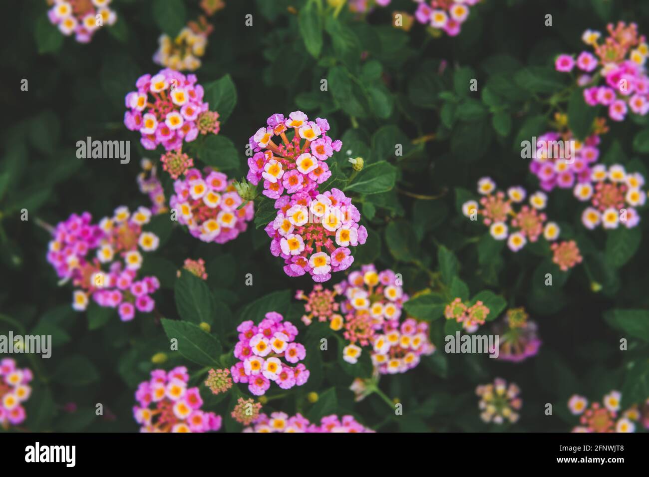 Lantana camara fiori cespuglio con illuminazione esterna bassa. Foto Stock
