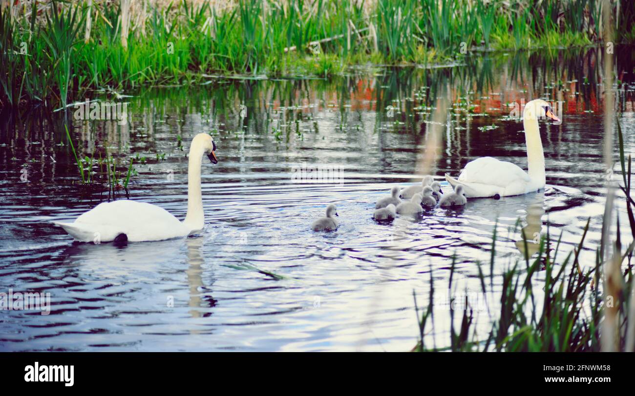 Famiglia dei cigni Foto Stock