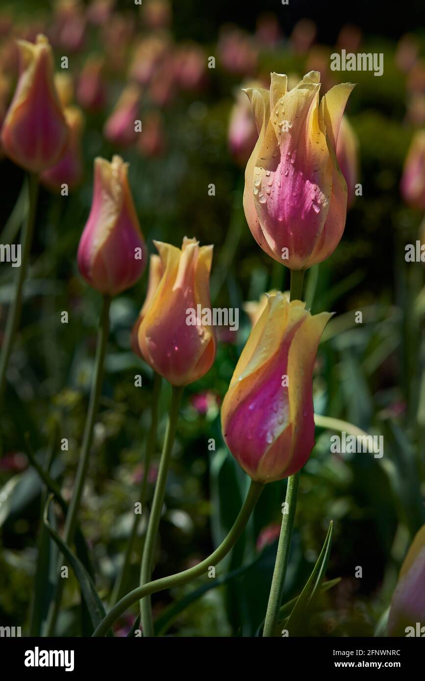 giornata di sole in un giardino di tulipani rosa e gialli dopo una pioggia Foto Stock