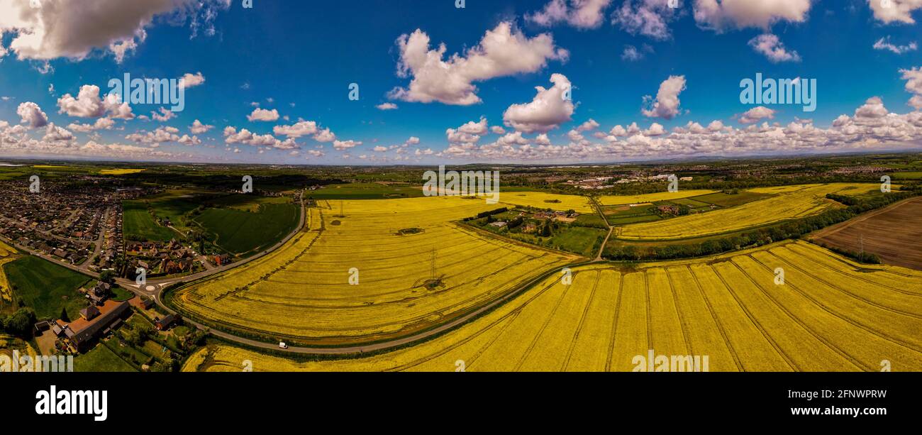 Campi di colza di Burtonwood Foto Stock