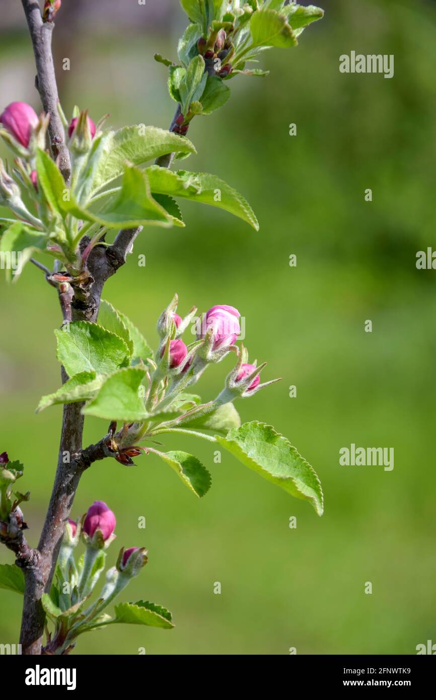 Piccole gemme rosa pallido sull'albero di mele in fiore nel giardino di primavera su sfondo sfocato di erba verde. Alberi da frutto colonnari. Primo piano. Messa a fuoco selettiva. Foto Stock