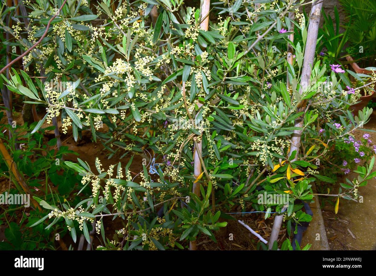 Olive, una pianta che permette la produzione di olio attraverso i suoi frutti Foto Stock