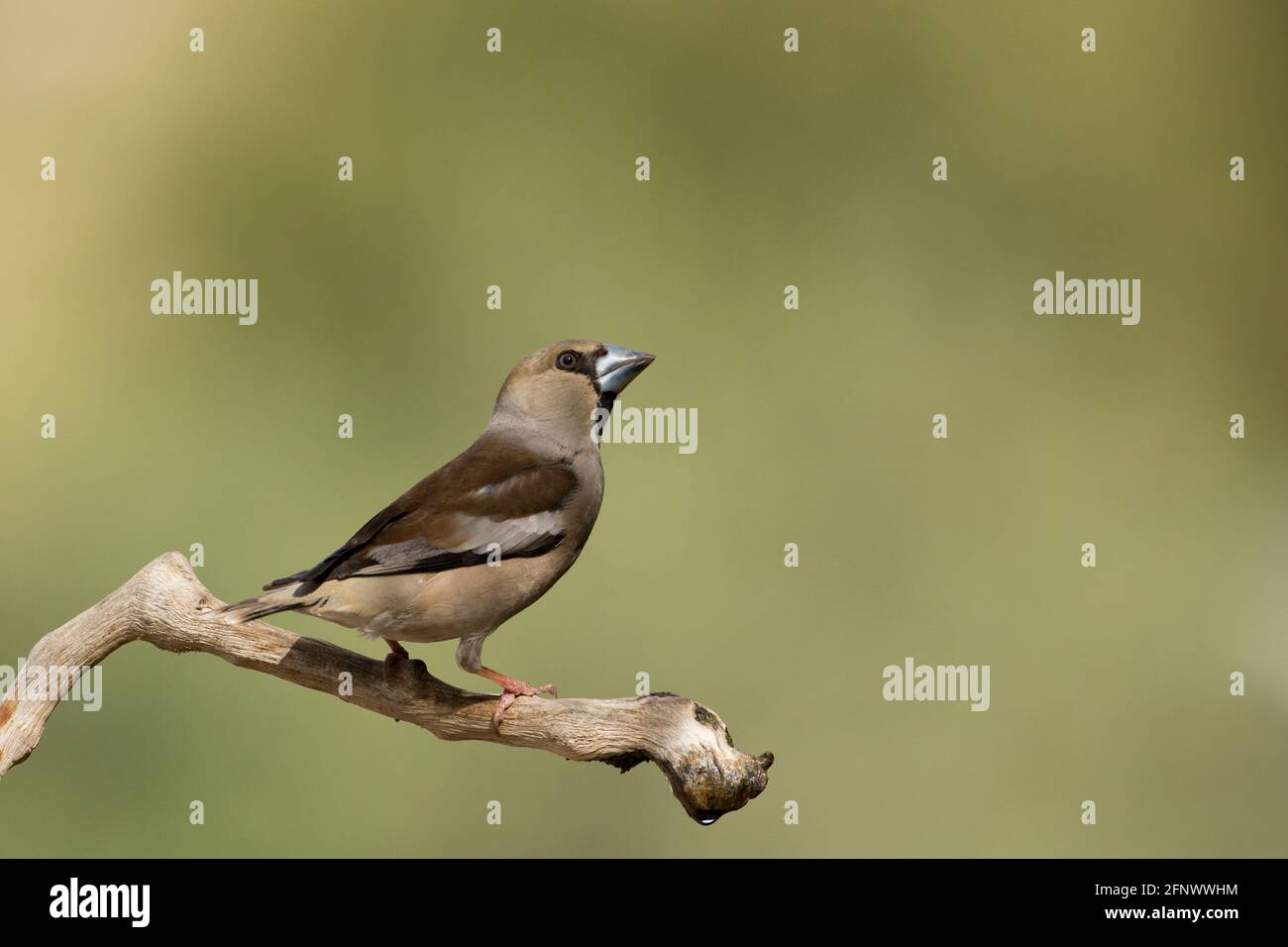 hawfinch (coccodraustes coccodraustes) Foto Stock