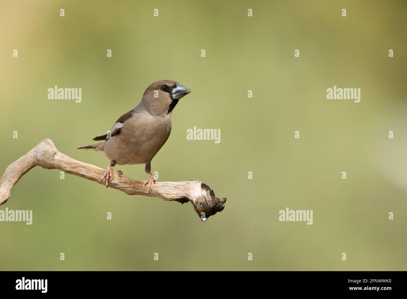 hawfinch (coccodraustes coccodraustes) Foto Stock