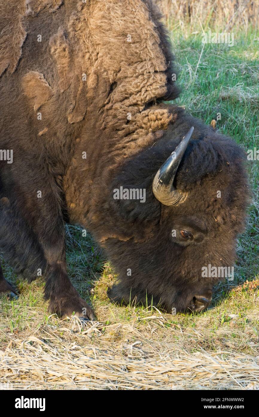 Bison in Spring, Elk Island National Park, Alberta, Canada Foto Stock