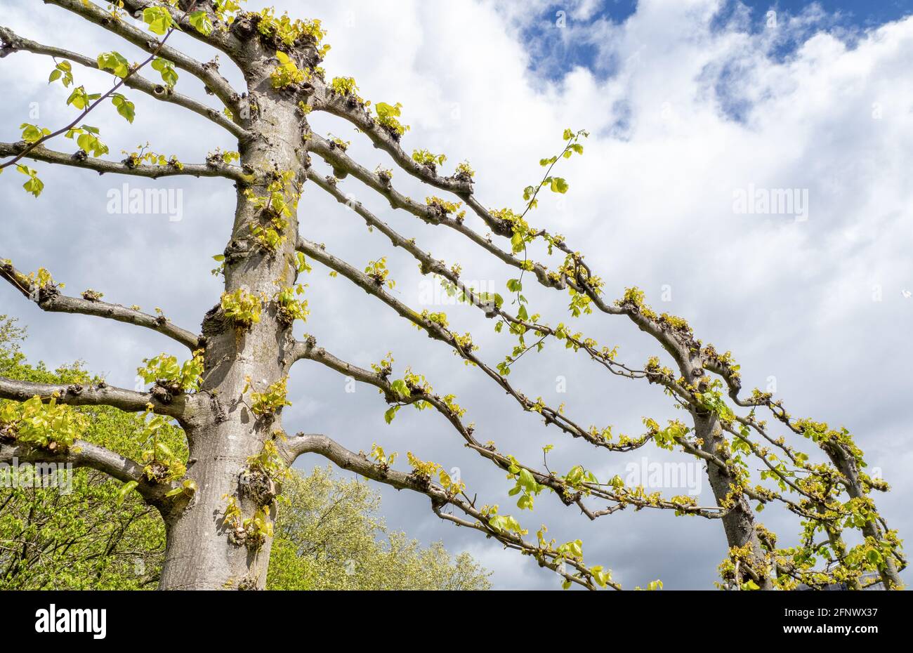 Alberi di faggio Espaliered Fagus sylvatica in primavera - Castle Park Bristol Regno Unito Foto Stock