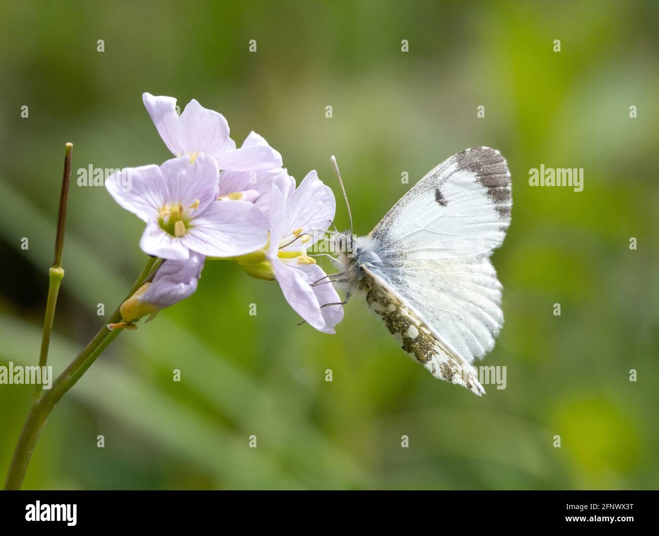 Femmina arancione Punta farfalla Anthocaris cardamines su Cuculo fiore o. Lady's Smock Cardamine pratensis - Herefordshire UK Foto Stock