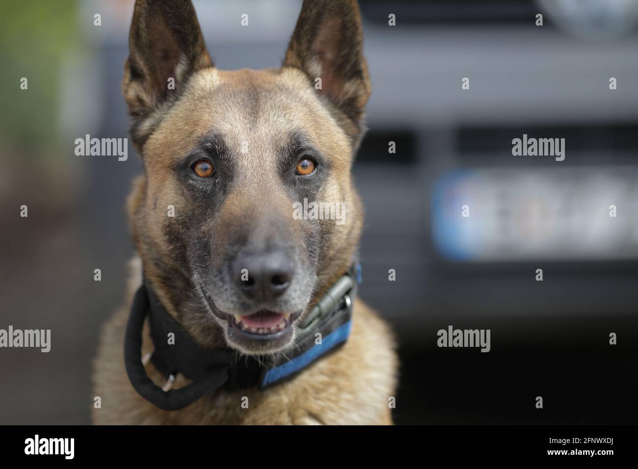 Profondità di campo poco profonda (fuoco selettivo) ritratto di un cane malinois belga addestrato. Foto Stock