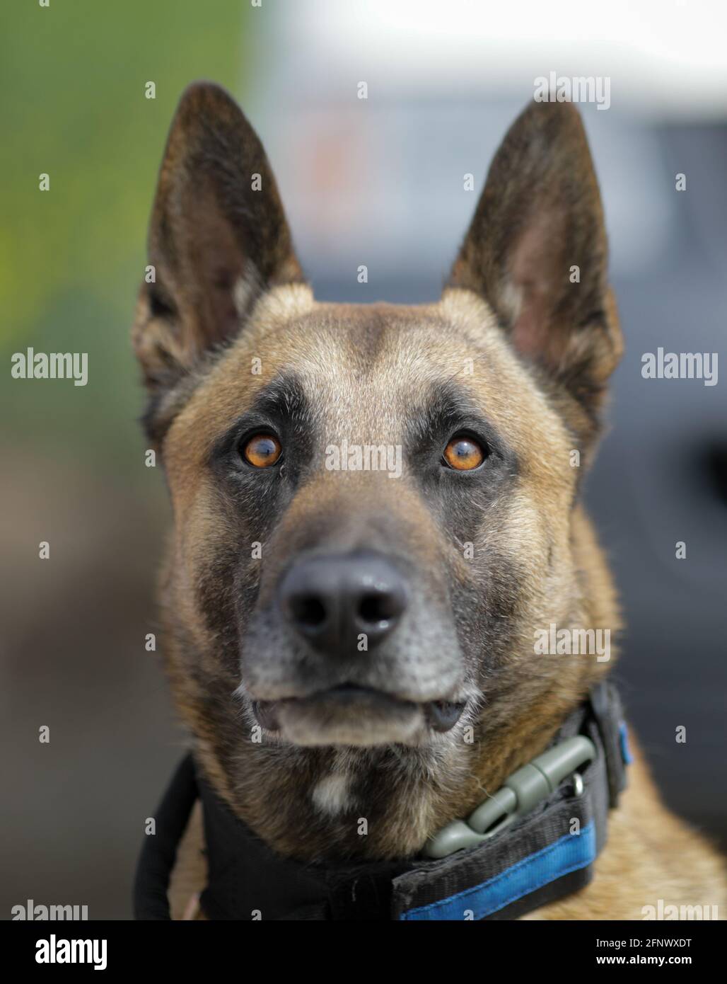 Profondità di campo poco profonda (fuoco selettivo) ritratto di un cane malinois belga addestrato. Foto Stock