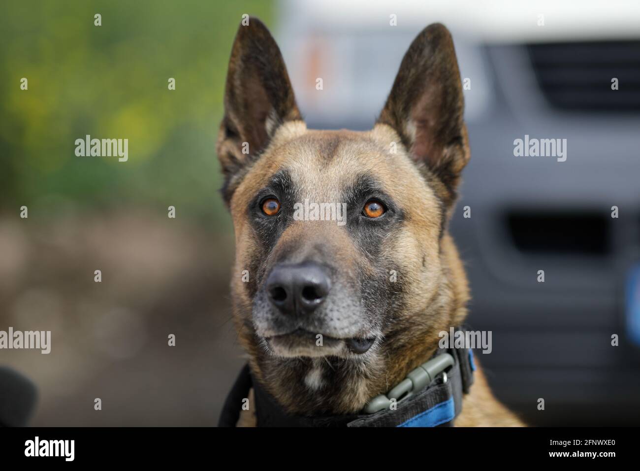 Profondità di campo poco profonda (fuoco selettivo) ritratto di un cane malinois belga addestrato. Foto Stock