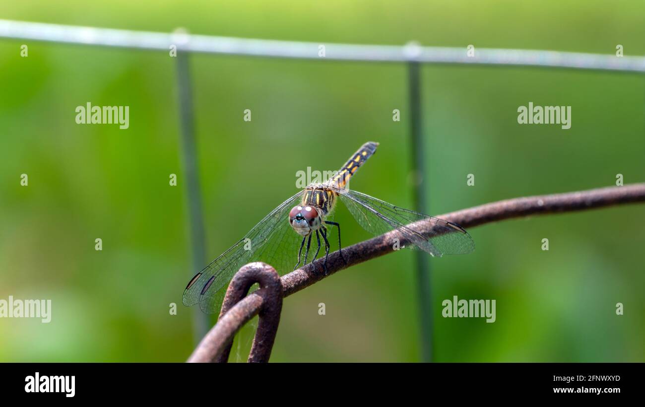 Un grazioso dragonfly skimmer sta ancora per una foto su una vecchia recinzione di filo con uno sfondo verde sfocato. Foto Stock