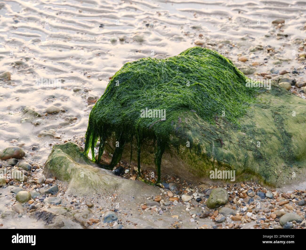 Alghe verdi sulle rocce, Regno Unito. Foto Stock