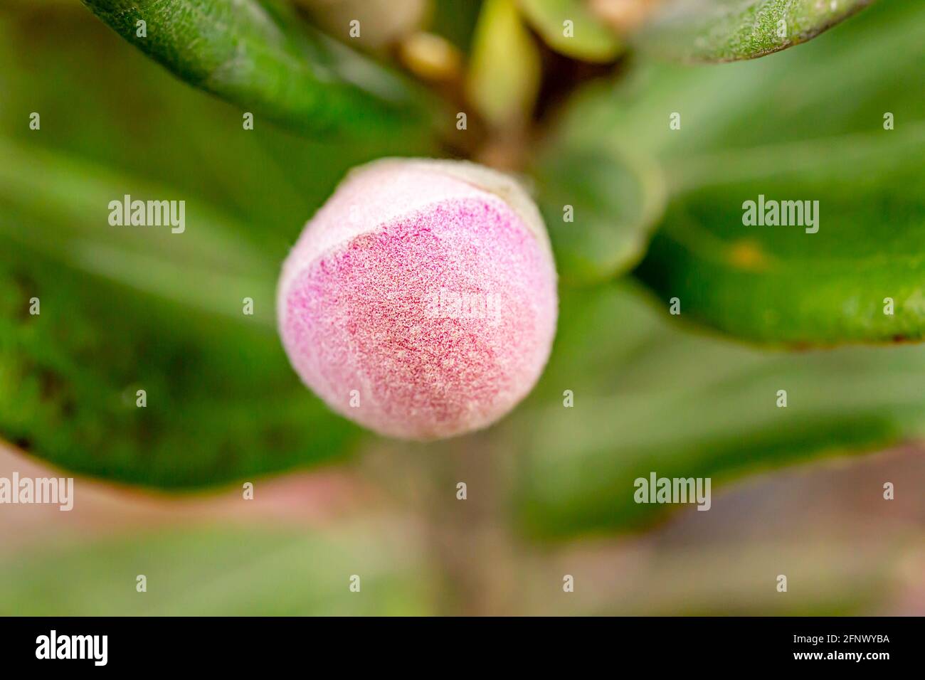 Primo piano di Rhodomyrtus tomentosa, chiamato anche Hill-goseberry, rosa mirto ecc bella gemma rosa. Foto Stock