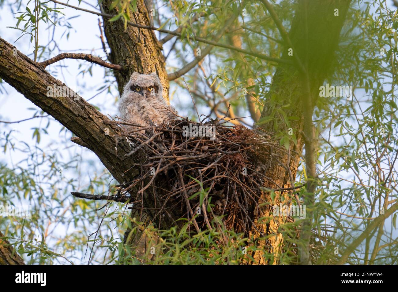 Un grande cazzo di gufo cornato che ha circa 1 mese si siede nel suo nido in attesa della sua madre per tornare con un pasto a Markham, Ontario. Foto Stock
