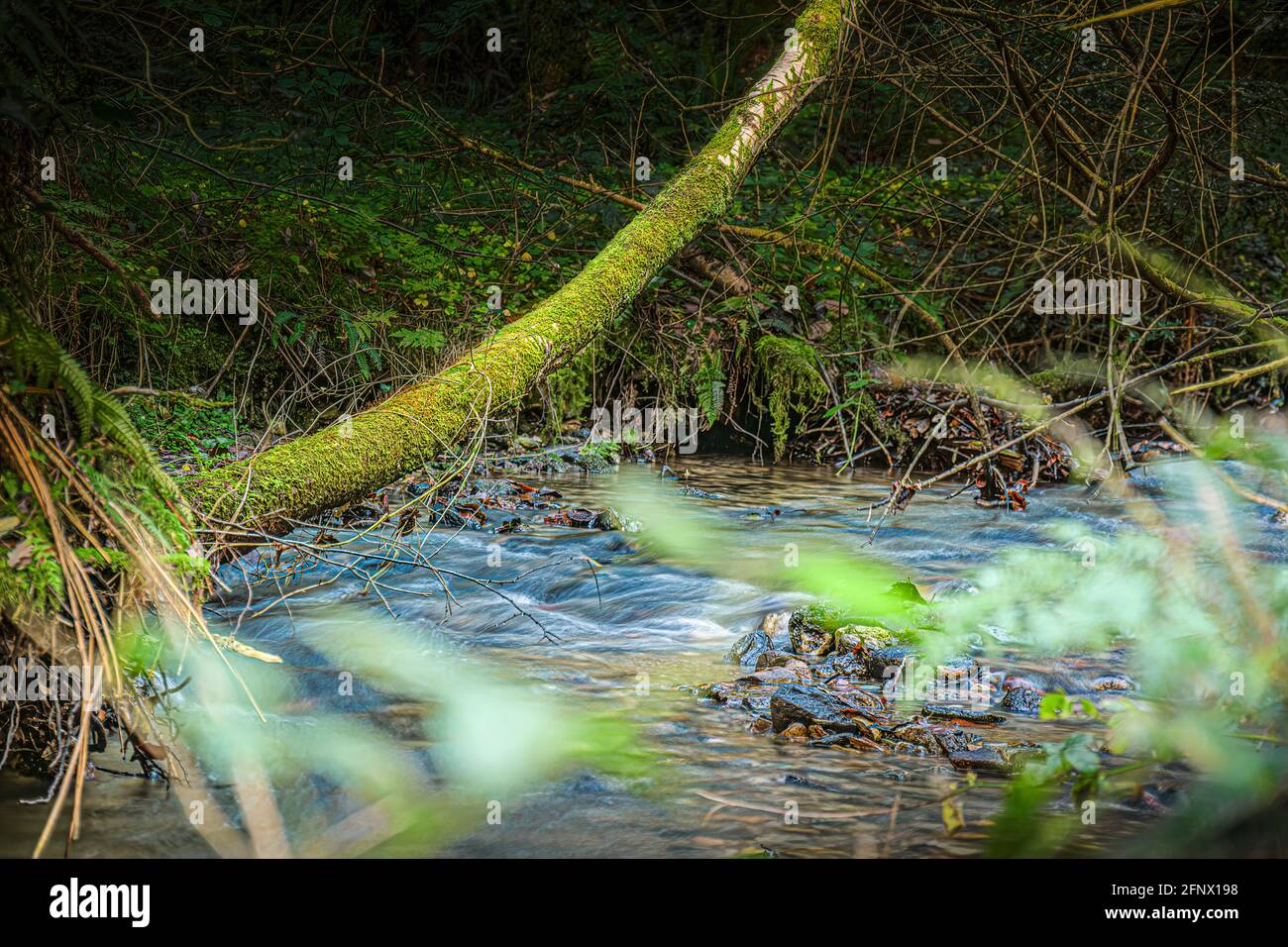 Colori autunnali. Foresta mistica scura illuminata dal sole con un fiume. Foto Stock