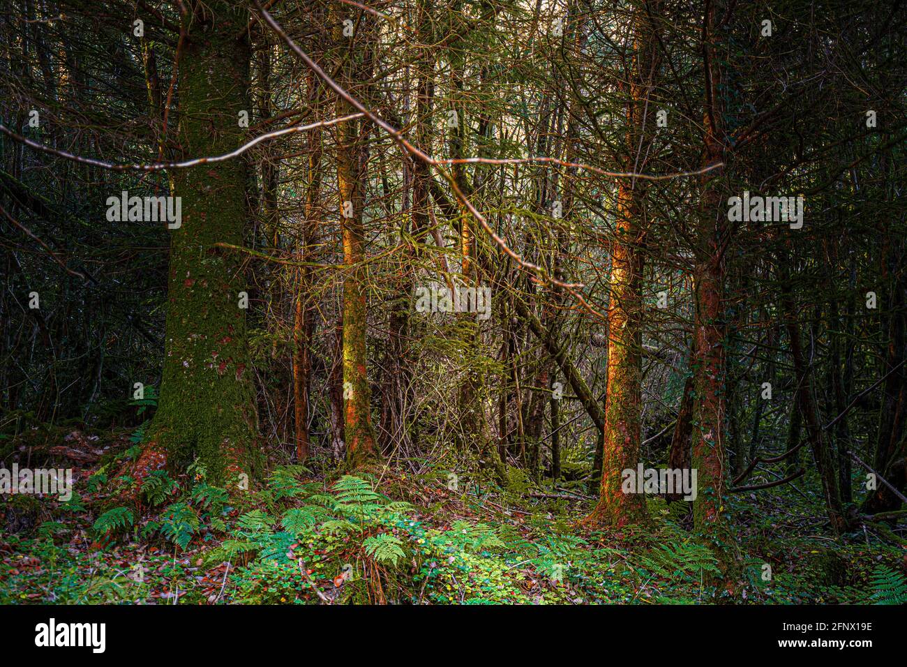 Colori autunnali. Foresta mistica scura e illuminata dal sole. Foto Stock