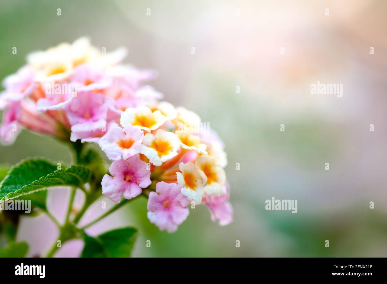 Gruppo di fiori in fiore in giardino con bellezza a fuoco selettivo sfondo Foto Stock