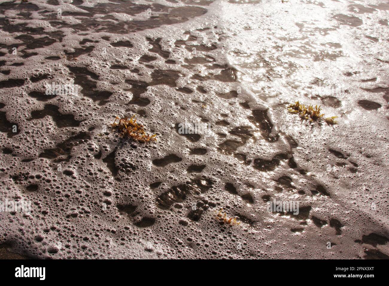 alghe marine sulla spiaggia Foto Stock