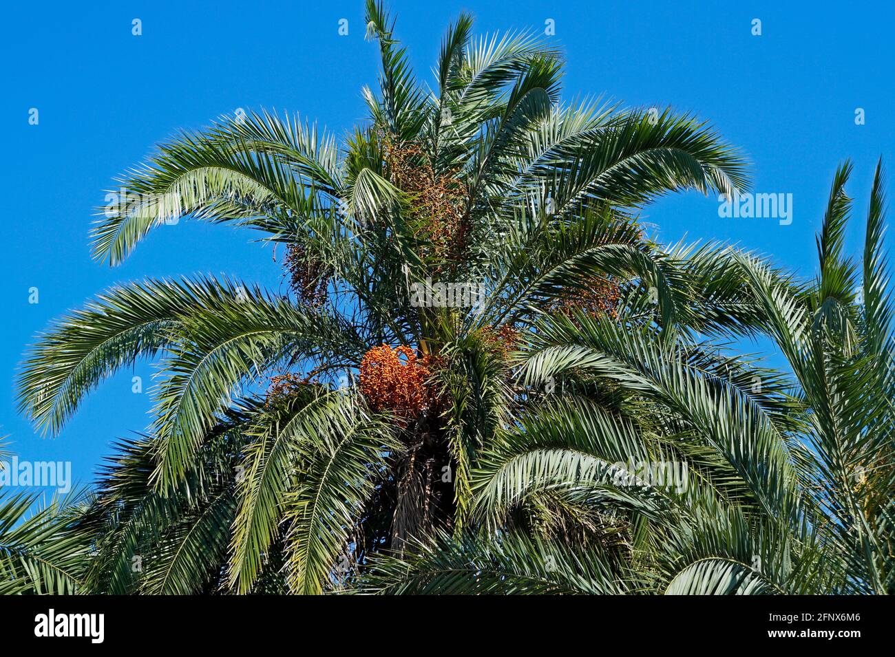 Albero di palma con frutta di data Foto Stock