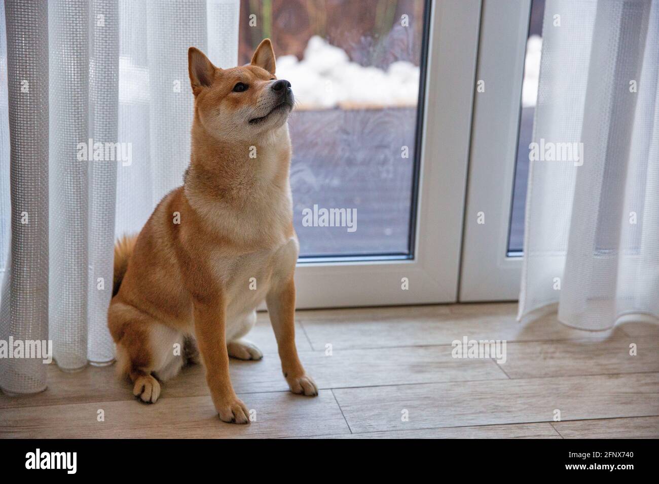 Shiba Inu cane femmina nella stanza closeup. Cane giapponese dai capelli rossi di 1 anno. Un animale domestico felice. Foto Stock