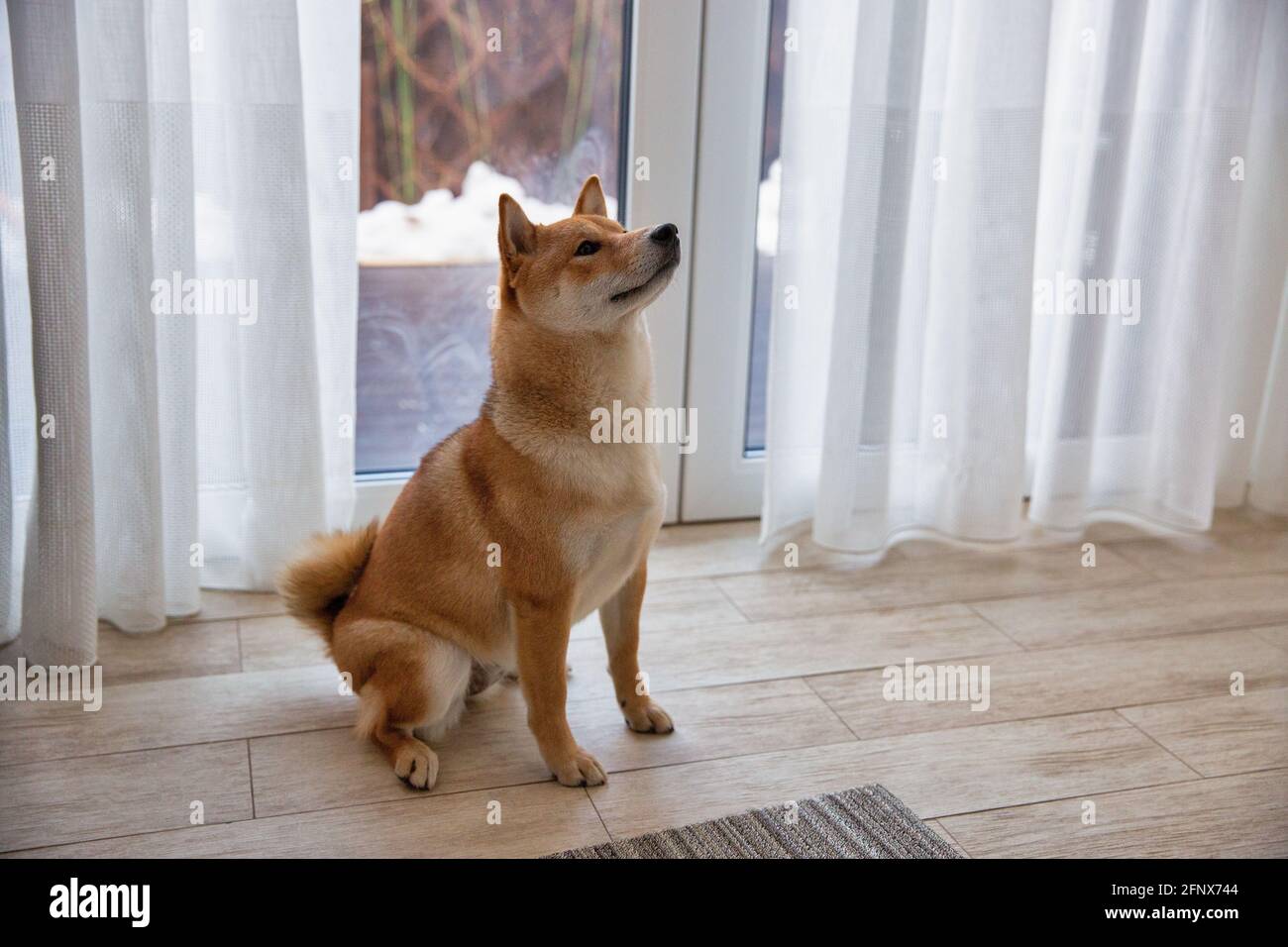 Shiba Inu cane femmina nella stanza closeup. Cane giapponese dai capelli rossi di 1 anno. Un animale domestico felice. Foto Stock