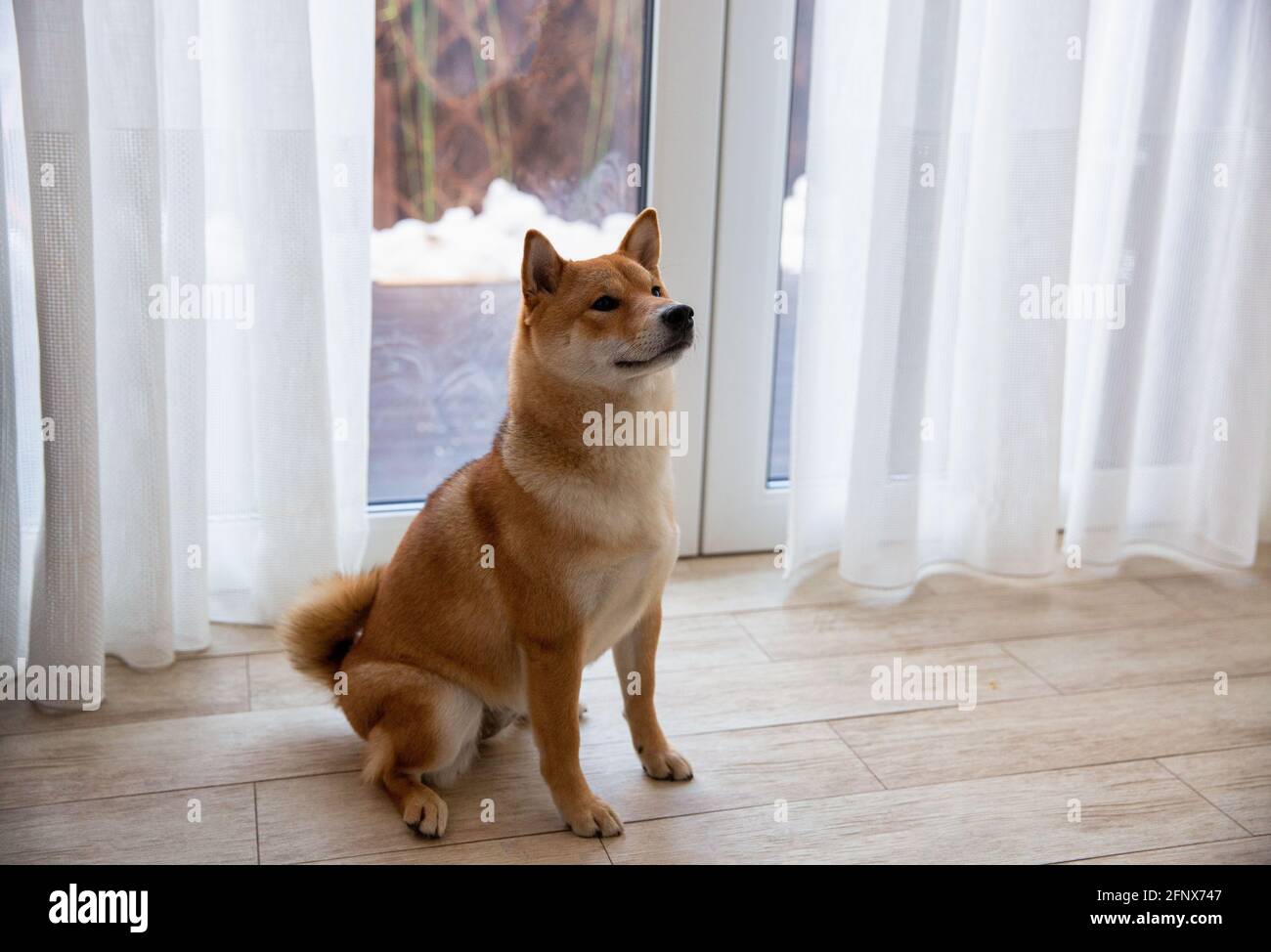 Shiba Inu cane femmina nella stanza closeup. Cane giapponese dai capelli rossi di 1 anno. Un animale domestico felice. Foto Stock