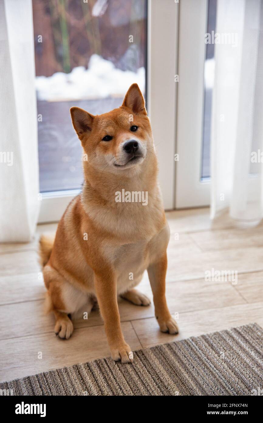 Shiba Inu cane femmina nella stanza closeup. Cane giapponese dai capelli rossi di 1 anno. Un animale domestico felice. Foto Stock