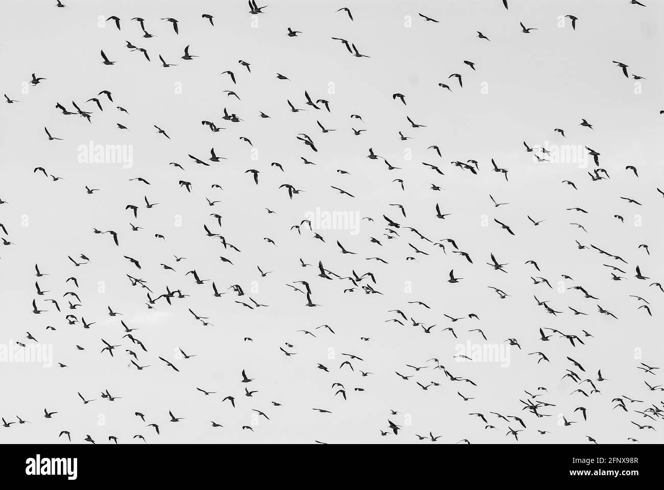 Wilsons Phalarope volare in un gregge enorme, uccelli migratori, la Pampa Provincia, Patagonia, Argentina. Foto Stock