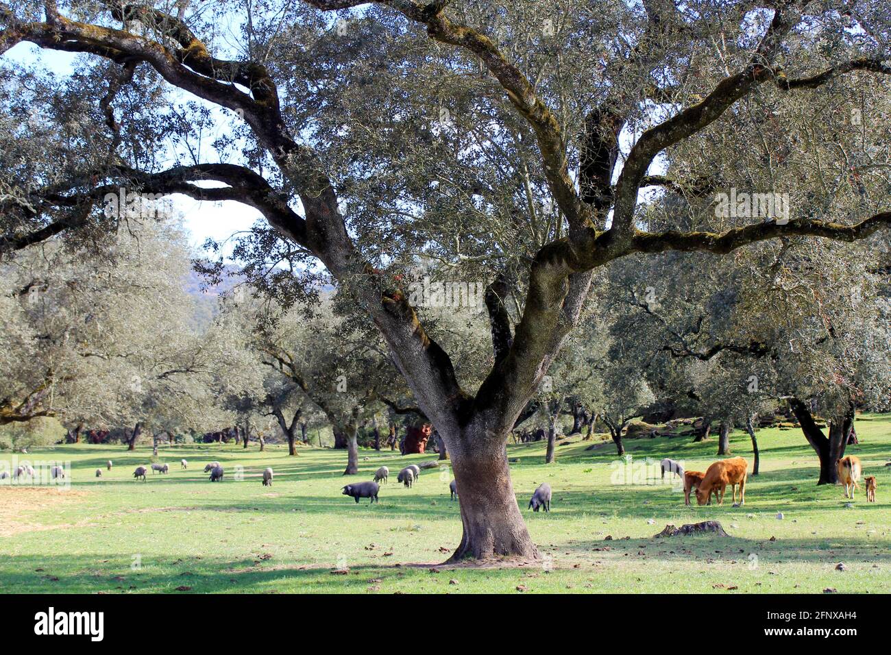 Dehesa Extremadura, montanera di maiale iberico con querce da sughero e lecci, vacche Foto Stock