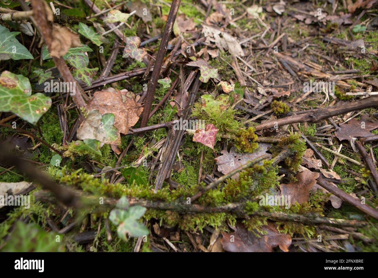 Coperchio di terra per legno Foto Stock