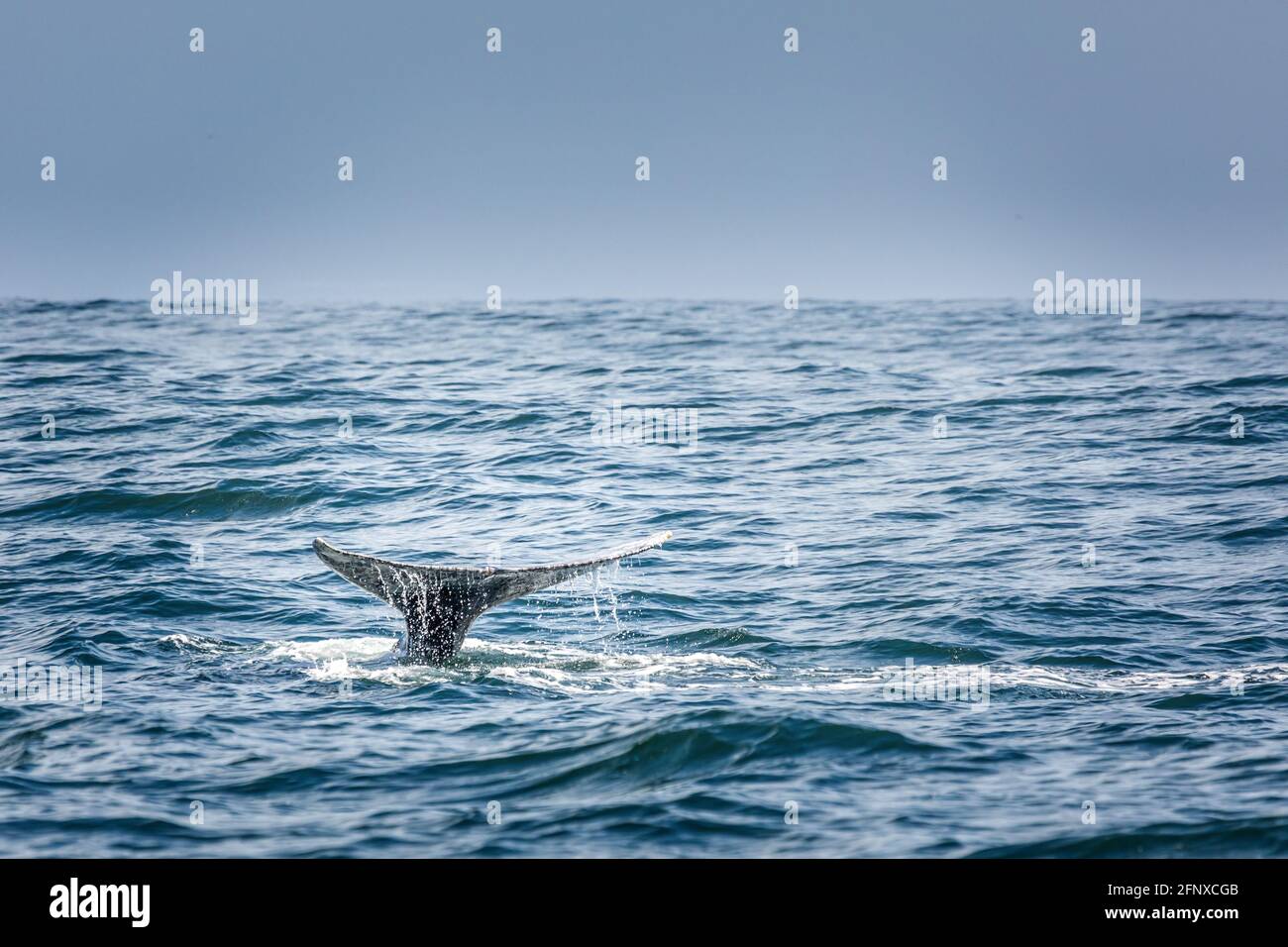 Pinna di coda di una balena grigia subacquea nel pacifico oceano Foto Stock
