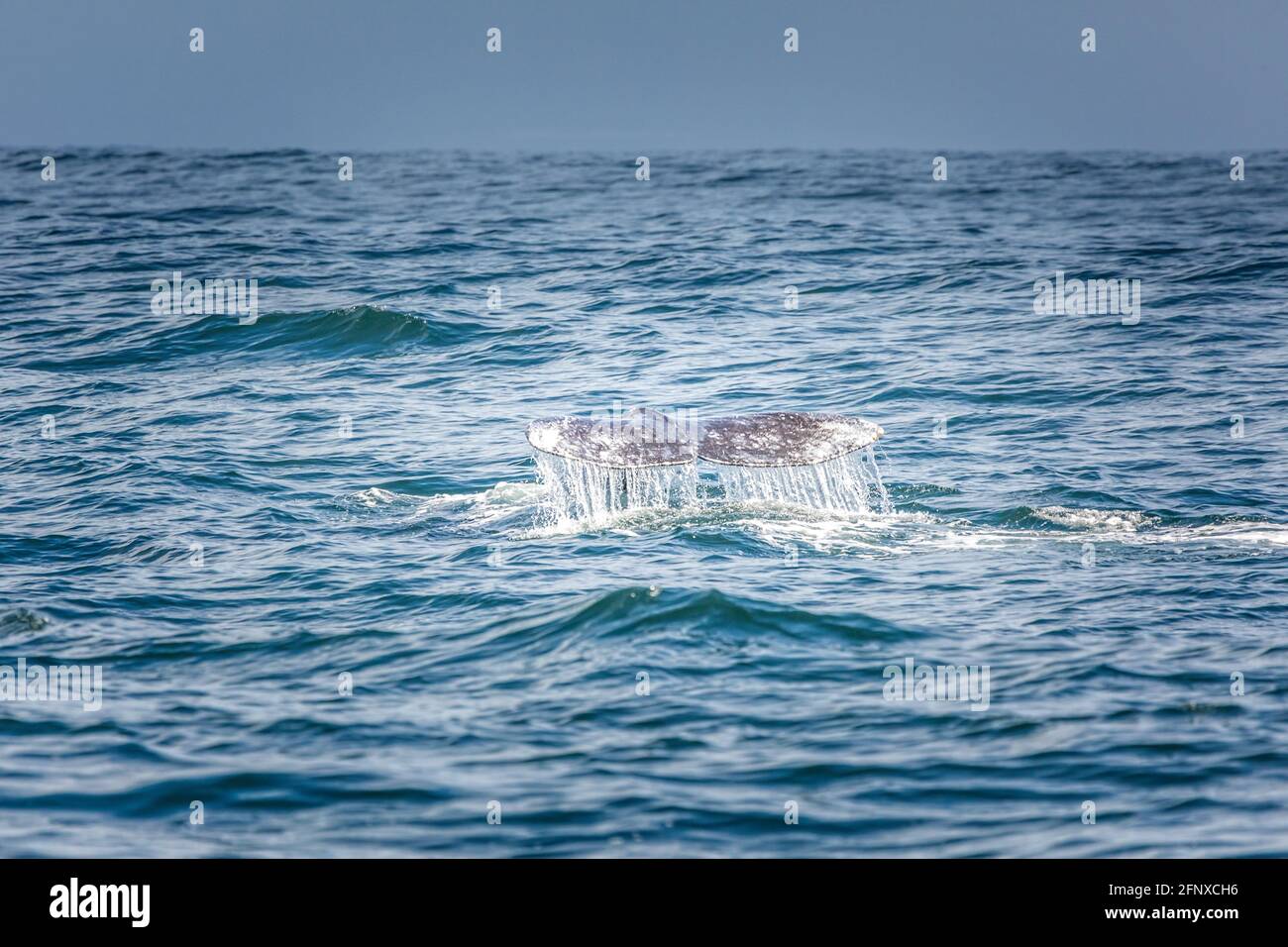 Pinna di coda di una balena grigia subacquea nel pacifico oceano Foto Stock