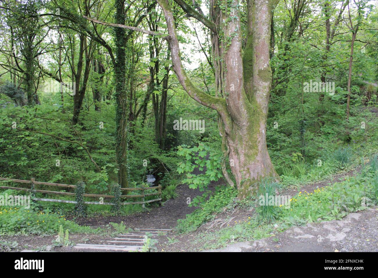 Passeggia nella natura mozzafiato dell'area del Devon settentrionale Foto Stock