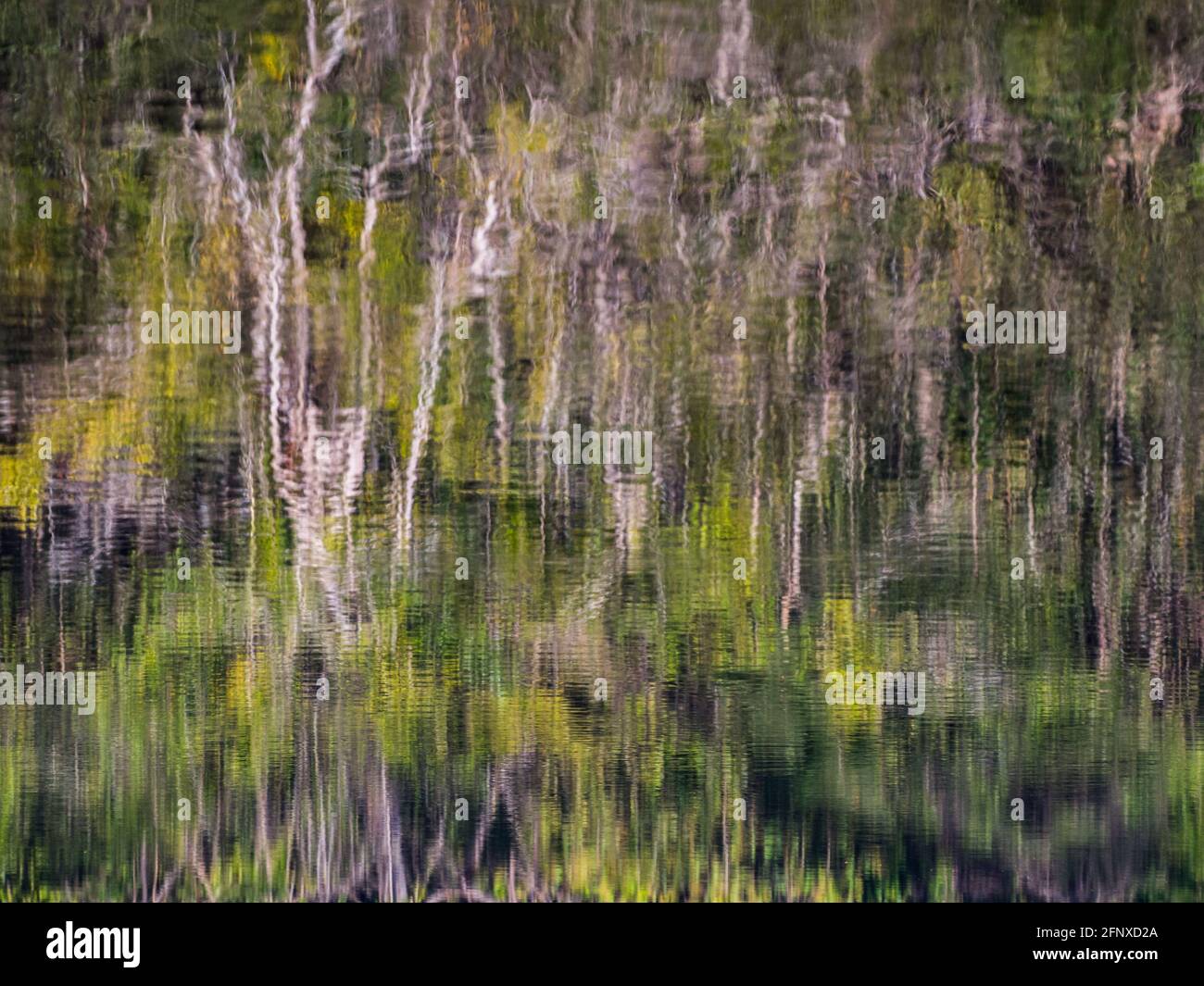 Sfondo. Riflesso del muro di una verde foresta pluviale in una laguna nella foresta amazzonica, l'inferno verde dell'Amazzonia. Selva sul confine di Fr Foto Stock