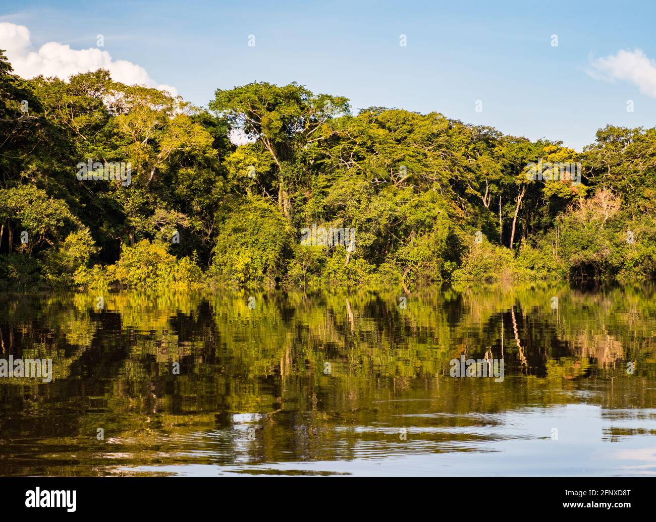 Vista della giungla verde sulla riva della laguna nella foresta pluviale amazzonica, inferno verde di Amazonia. Selva al confine tra Brasile e Perù. America del Sud Foto Stock