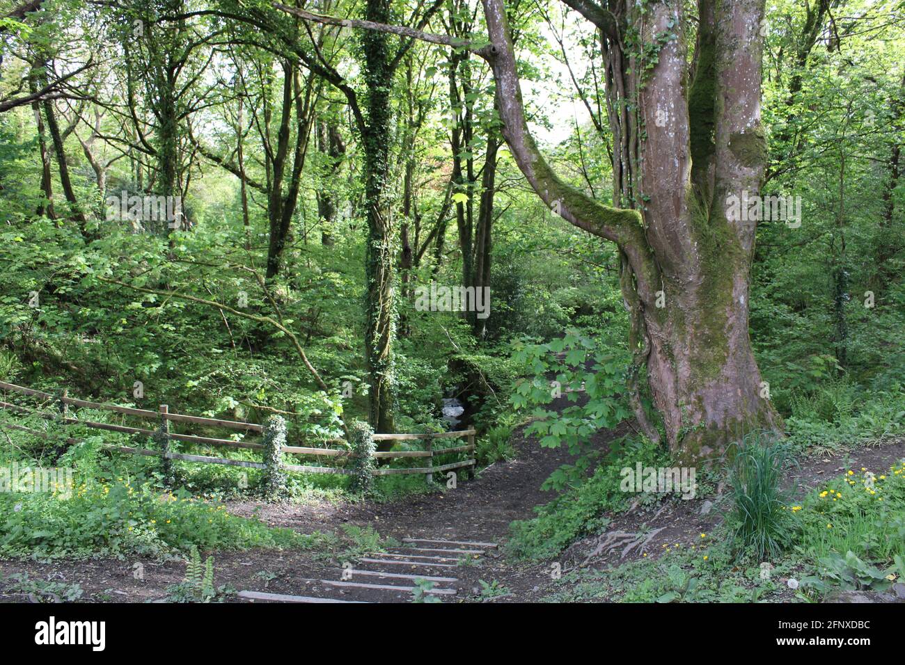 Passeggia nella natura mozzafiato dell'area del Devon settentrionale Foto Stock