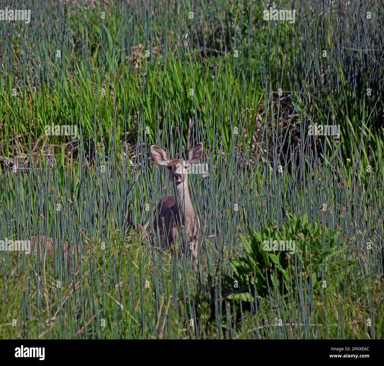 Mule Deer, Odocoileus hemionus columbianus, Alameda Creek, Union City, California Foto Stock