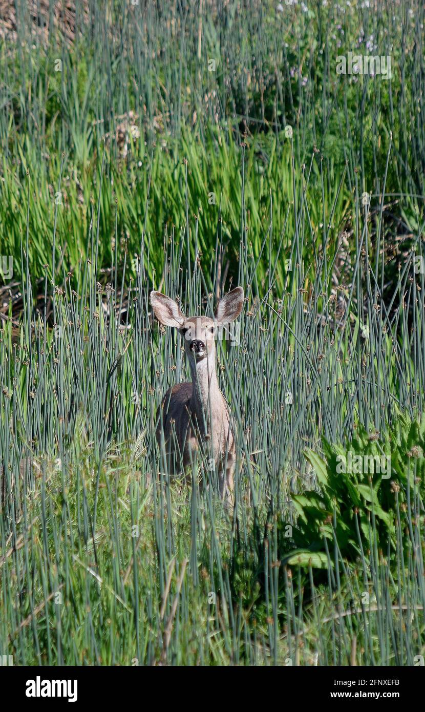 Mule Deer, Odocoileus hemionus columbianus, Alameda Creek, Union City, California Foto Stock