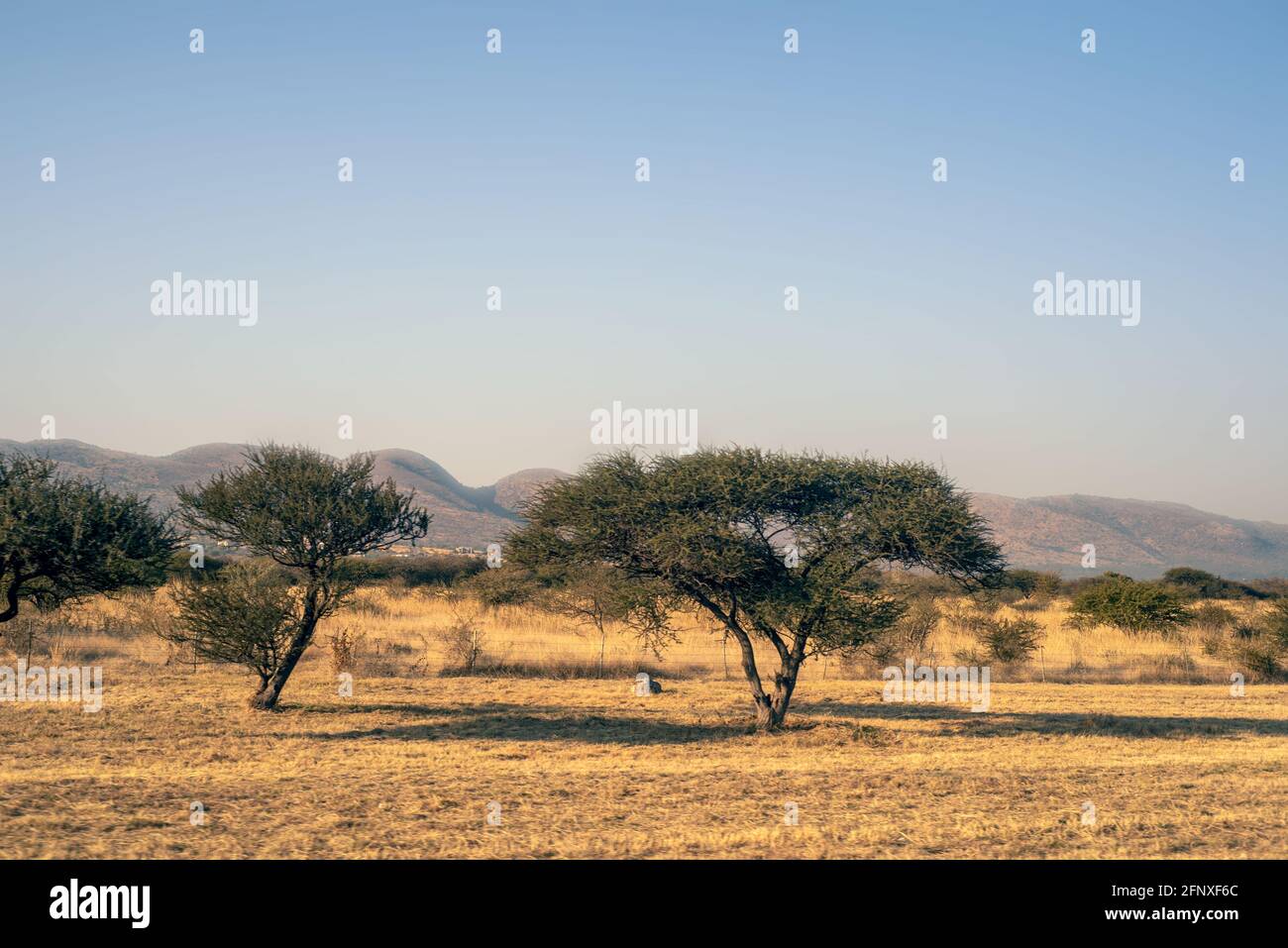 Sud Africa Nord Ovest Provincia paesaggio con alberi Foto Stock