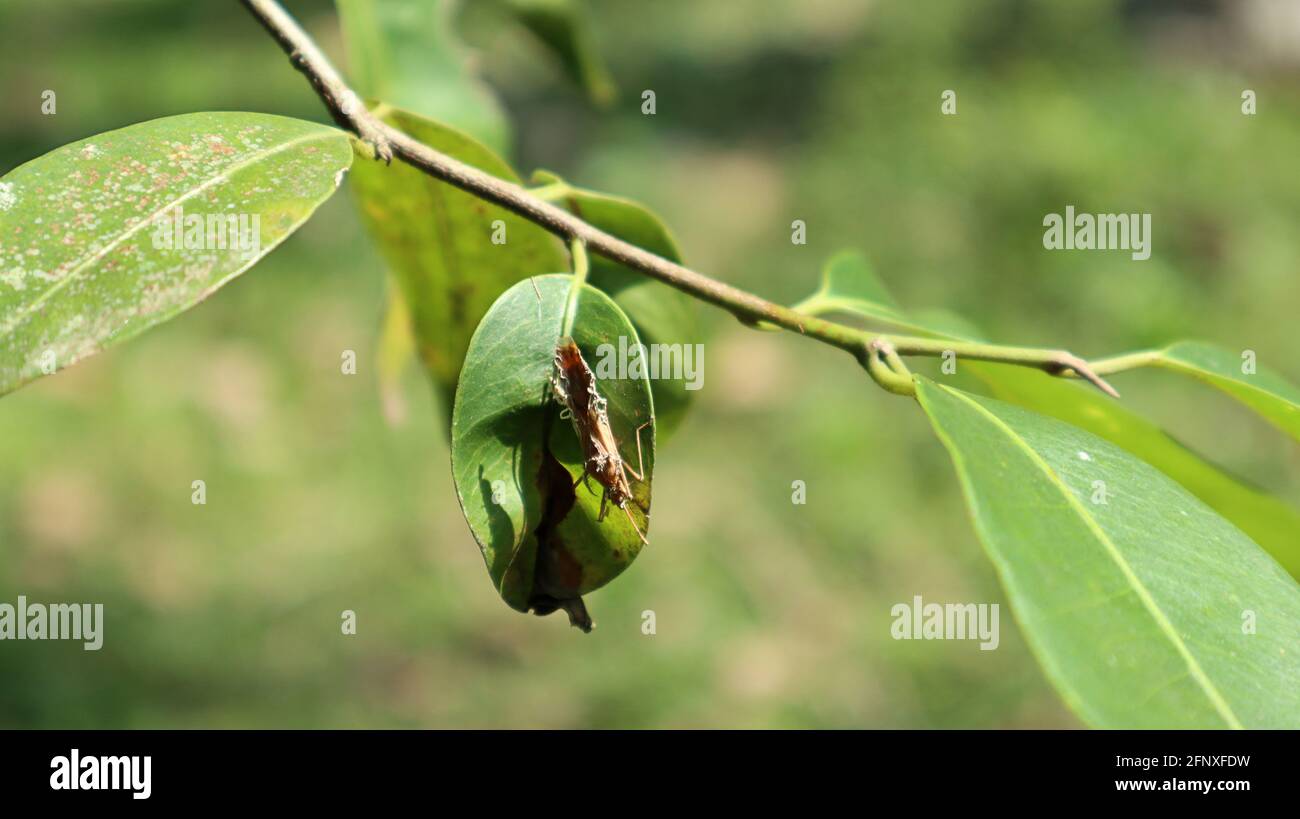 Primo piano di un ramo selvaggio con forma cablata sconosciuta insetto seduto su una delle foglie Foto Stock