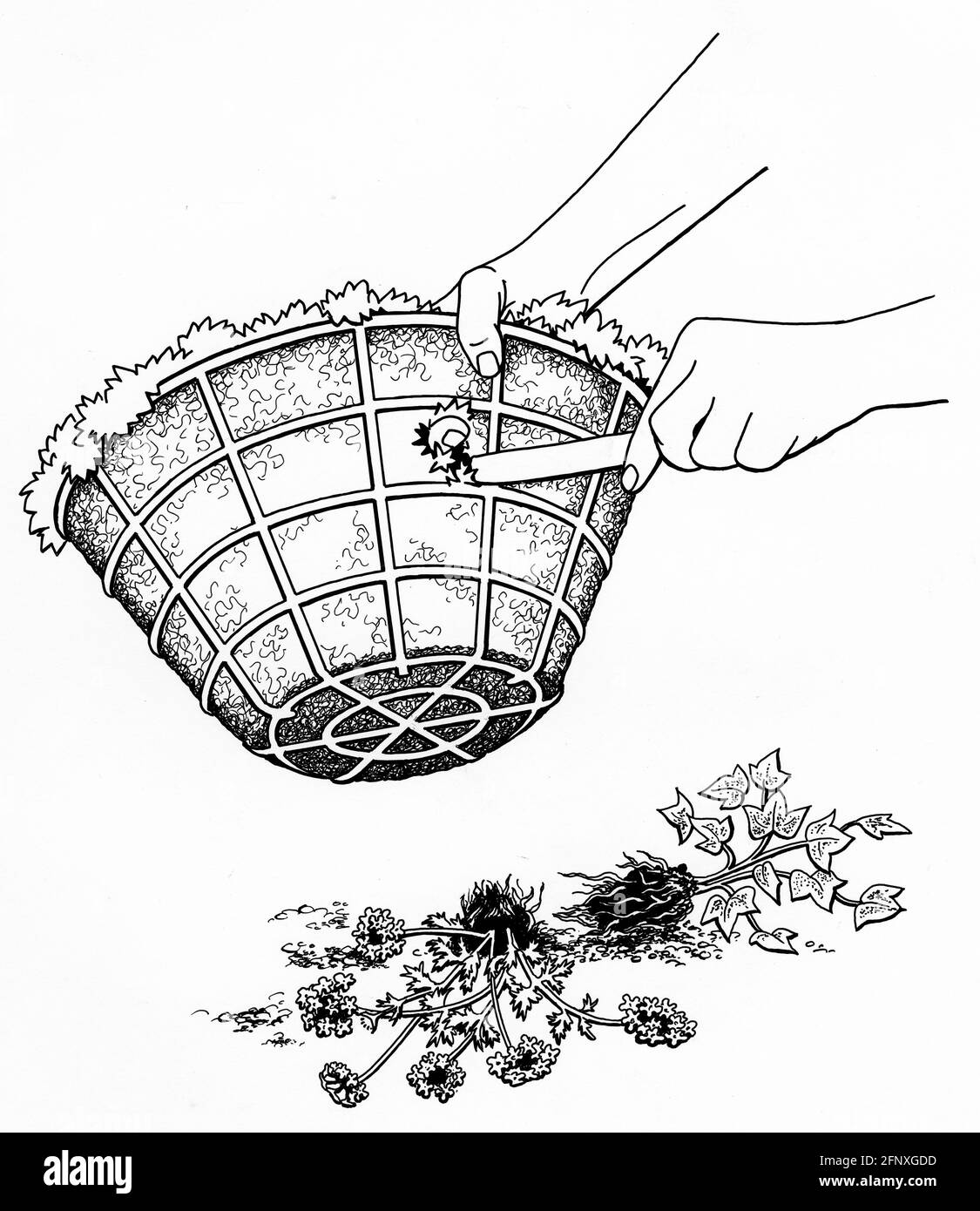 un disegno di un paio di mani che puntano un buco in un rivestimento di muschio di sphagnum in preparazione per piantare di lato un cestino appeso Foto Stock