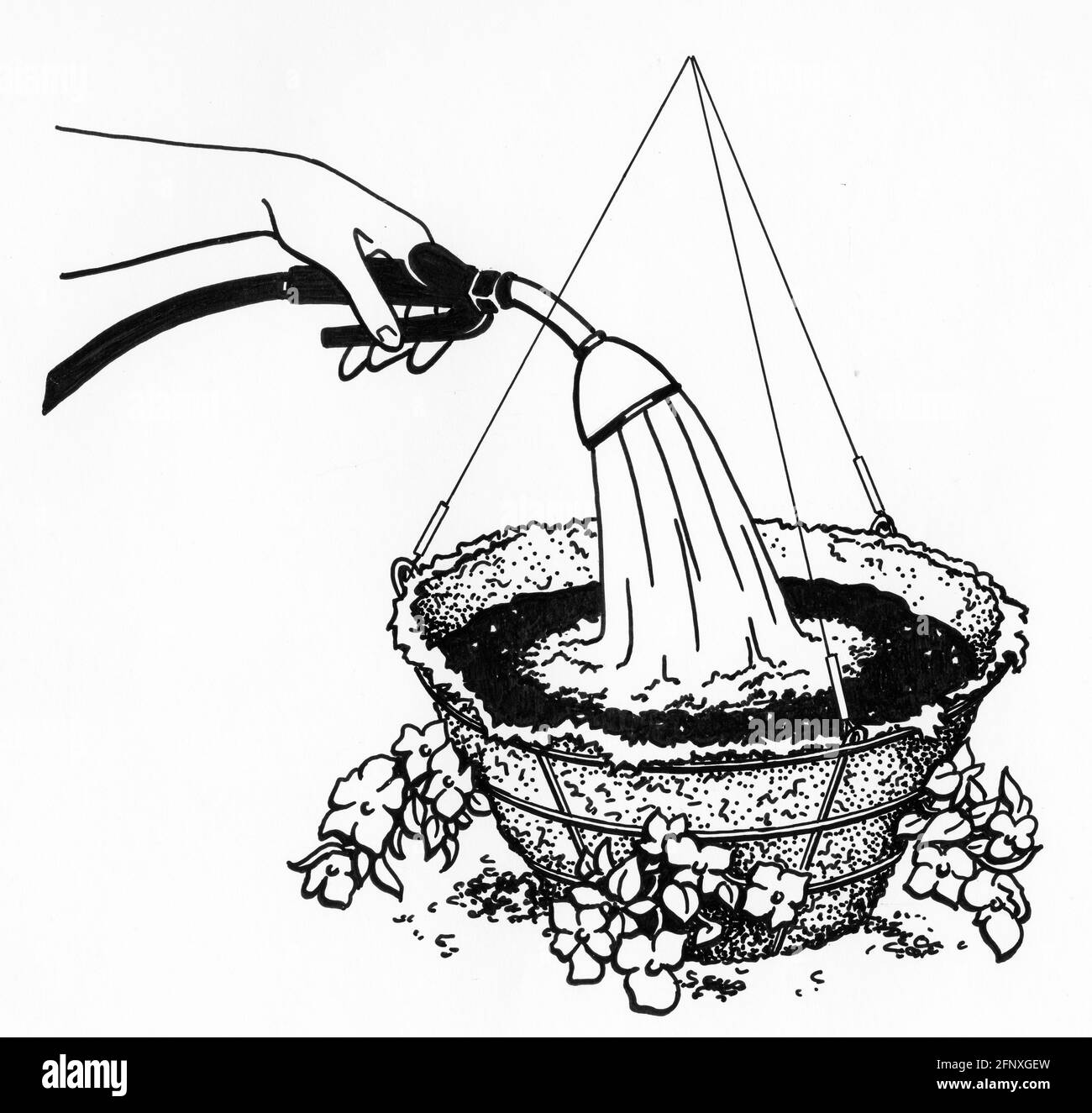 Un disegno di un annaffiatura manuale di una piantatrice completata un rivestimento di muschio di sphagnum e piante giovani che sono state lato piantato Foto Stock