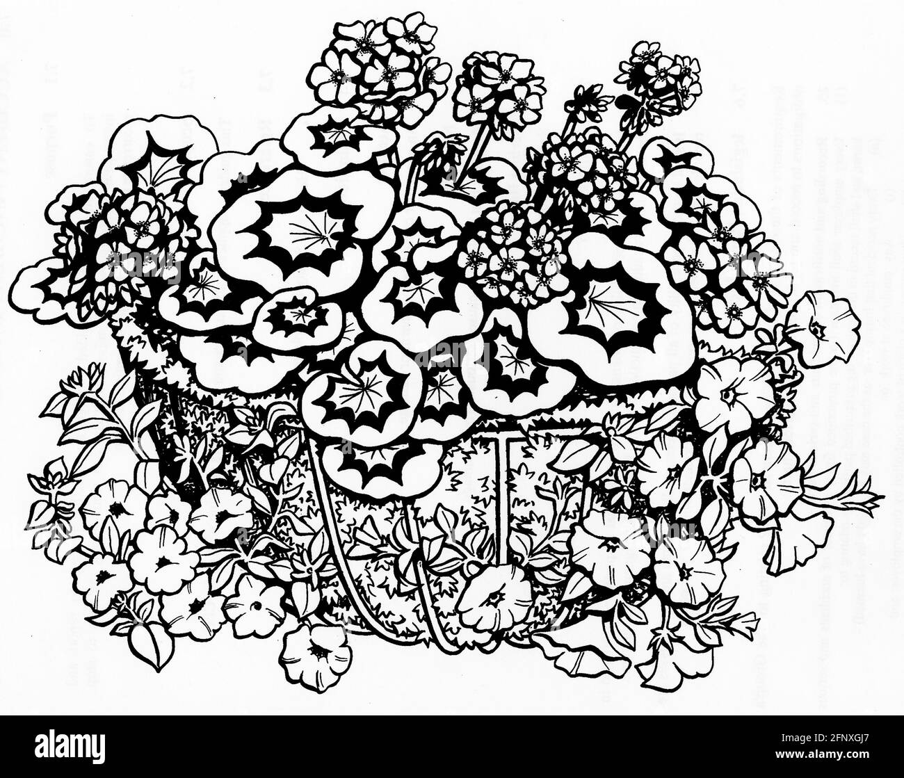Un disegno di un cesto da parete completato con uno sfagnum muschio liner e piante giovani che sono stati top e. lato piantato Foto Stock