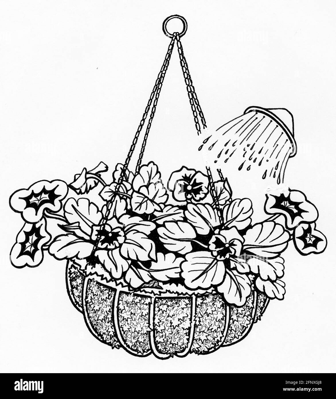Un disegno dell'annaffiatura di un cesto appeso completato caratterizzato da un rivestimento di muschio di sfagnum e piante giovani che hanno è stato piantato in cima Foto Stock