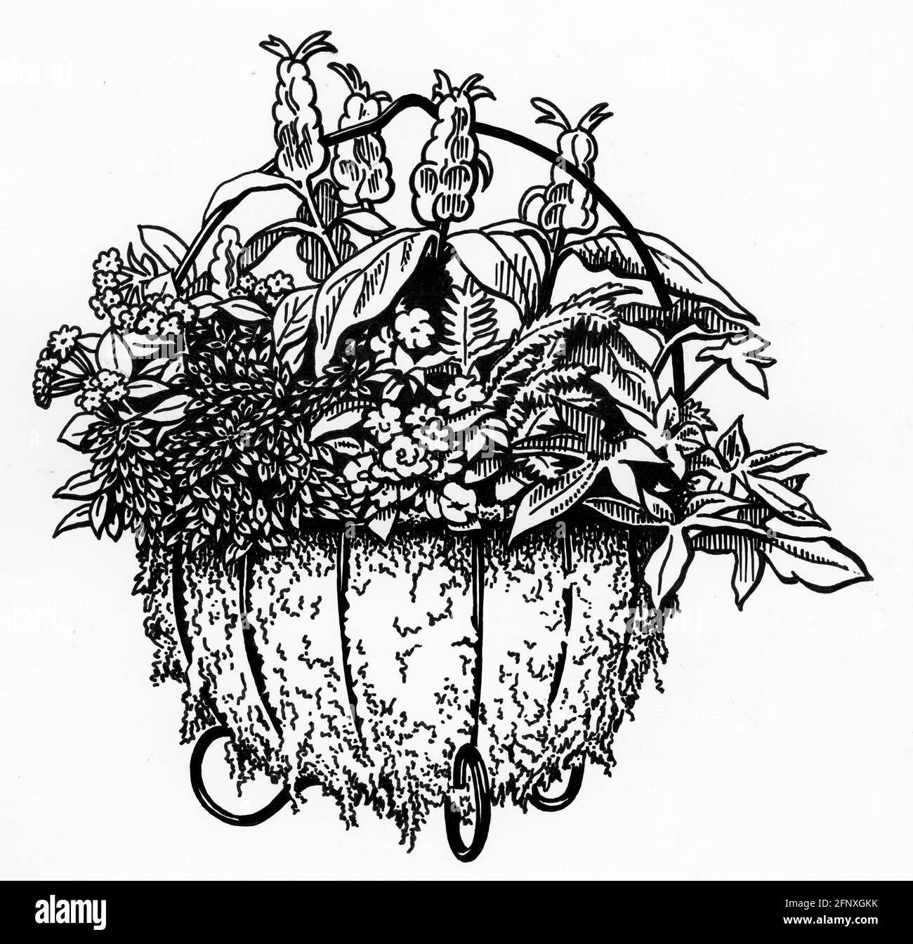 Un disegno di una piantatrice completata con muschio di sfagnum liner e piante giovani che sono stati top e side piantato Foto Stock