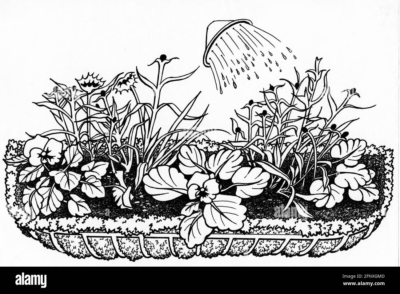Un disegno di una piantatrice hayrack completata con uno sfagnum rivestimento di muschio e piante fiorite piccole che sono innaffiate dentro Foto Stock