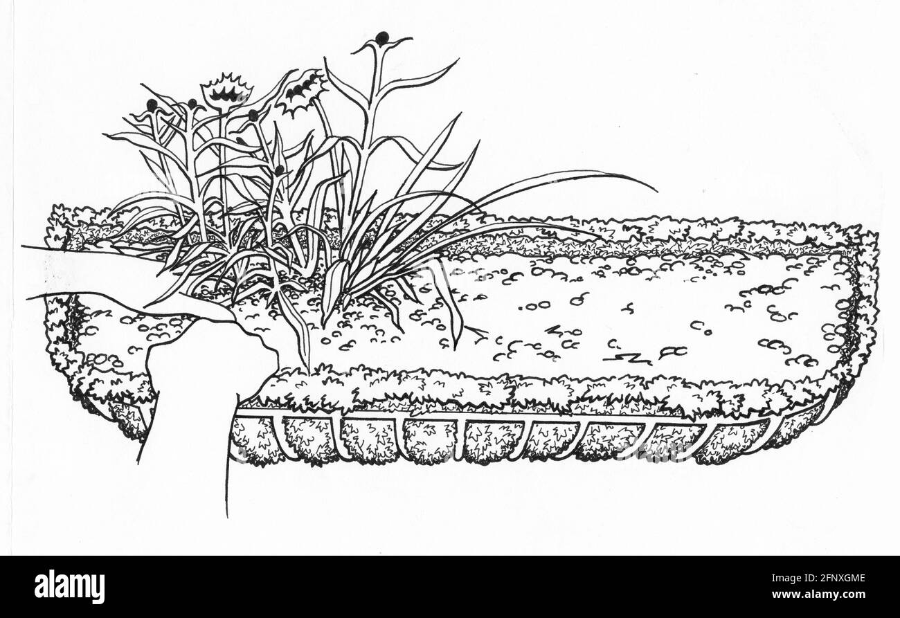 Un disegno di una persona che pianta crisantumi in un hayrack piantatrice Foto Stock