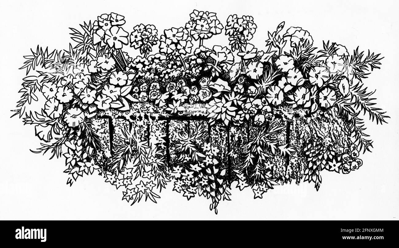 Un disegno di una piantatrice hayrack completata con uno sfagnum muschio liner e piante giovani che sono stati top e. lato piantato Foto Stock