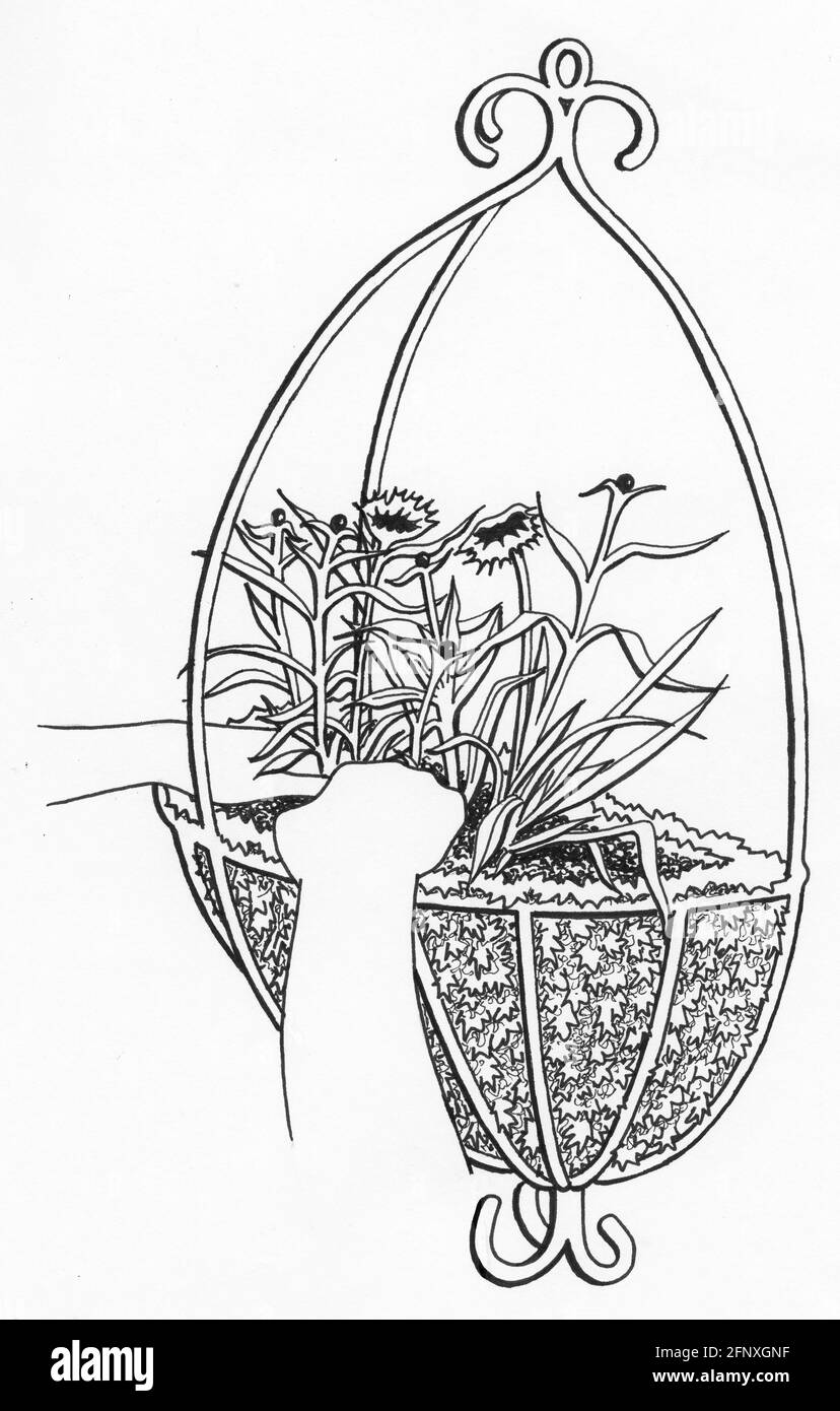 Un disegno di una persona che pianta su un muro ornato cestino con rivestimento in muschio di sfagnum Foto Stock